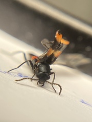 Anthocomus