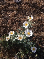 Argemone munita