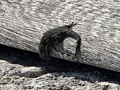 Tarentola mauritanica