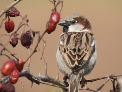 Passer domesticus balearoibericus