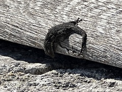 Tarentola mauritanica