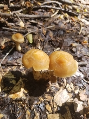 Kuehneromyces marginellus