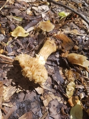 Kuehneromyces marginellus