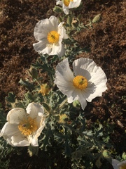 Argemone munita