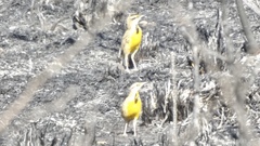 Sturnella magna auropectoralis