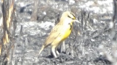 Sturnella magna auropectoralis