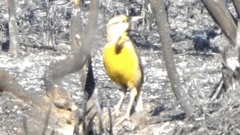 Sturnella magna auropectoralis