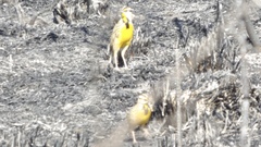 Sturnella magna auropectoralis