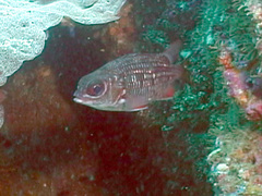 Neoniphon suborbitalis
