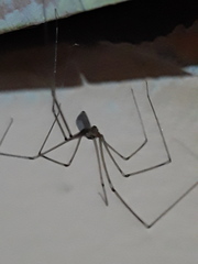 Pholcus phalangioides