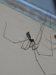 Pholcus phalangioides