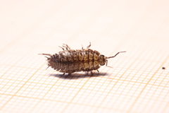 Porcellio gallicus