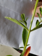 Rhexia mariana mariana