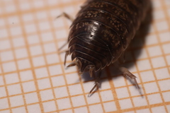 Porcellio gallicus