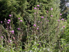 Cirsium tymphaeum