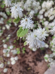 Fothergilla major