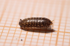 Porcellio gallicus