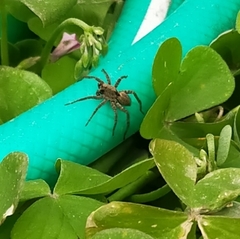 Alopecosa albofasciata