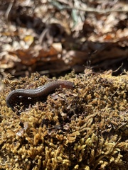 Plethodon ventralis