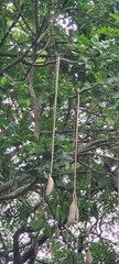 Kigelia