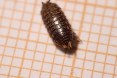 Porcellio gallicus