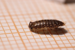 Porcellio gallicus