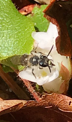 Andrena bradleyi