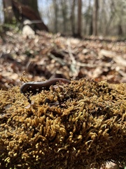 Plethodon ventralis