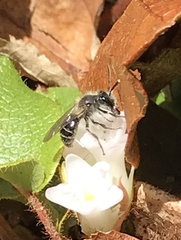 Andrena bradleyi