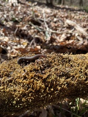 Plethodon ventralis