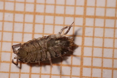 Porcellio gallicus