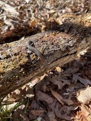 Plethodon ventralis