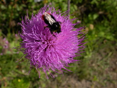 Cirsium tymphaeum