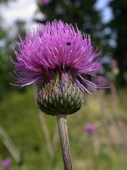 Cirsium tymphaeum