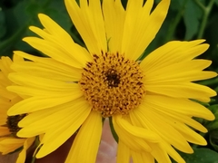 Verbesina encelioides