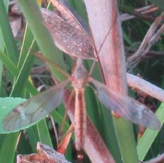 Tipula
