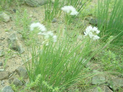 Allium polyrhizum