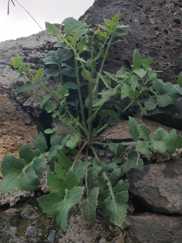 Sonchus oleraceus image