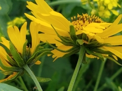 Verbesina encelioides