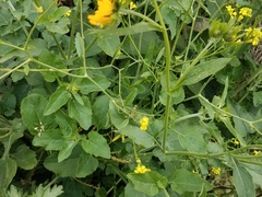 Verbesina encelioides