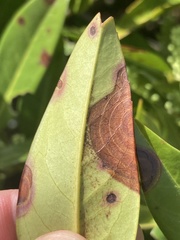 Grovesinia moricola