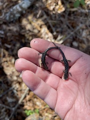 Plethodon glutinosus