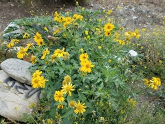 Verbesina encelioides