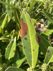 Grovesinia moricola