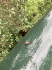 Aphrodinae