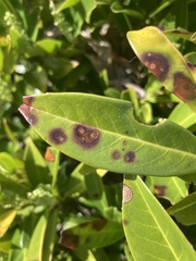 Grovesinia moricola