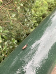Aphrodinae
