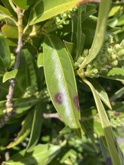Grovesinia moricola