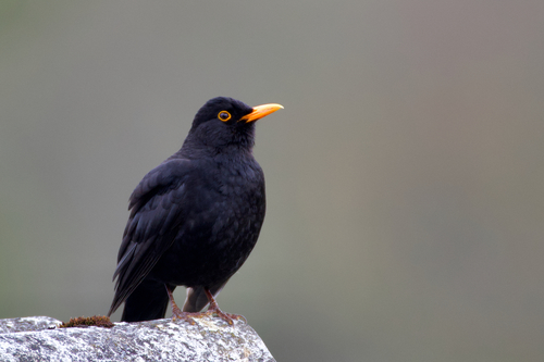 Juodasis strazdas nuotrauka