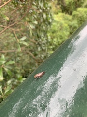Aphrodinae